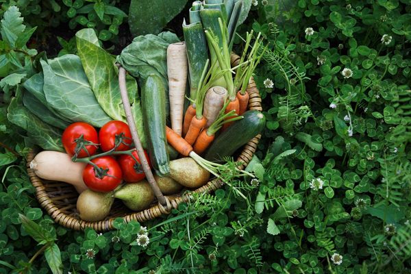 Micronutrienti