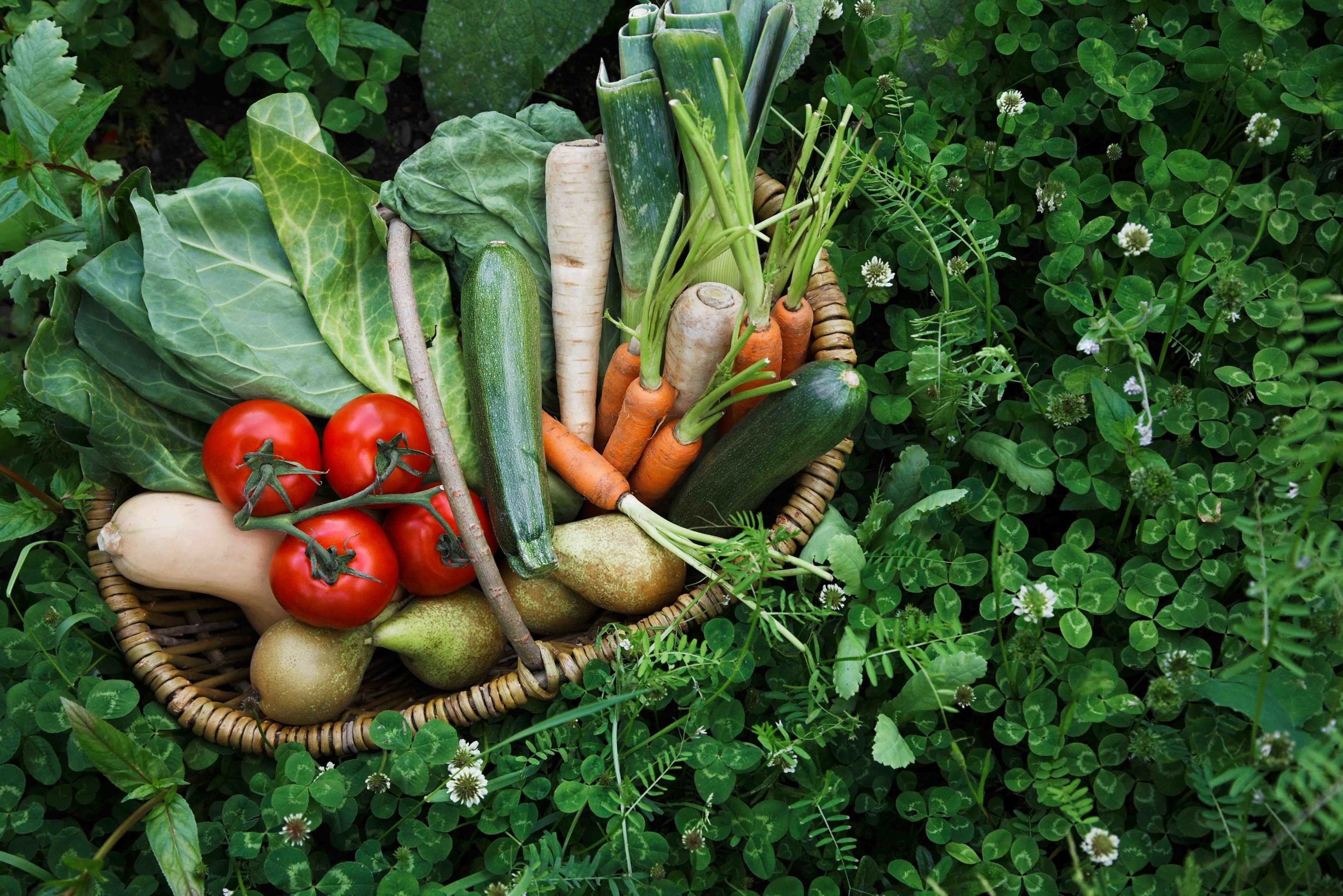 Micronutrienti